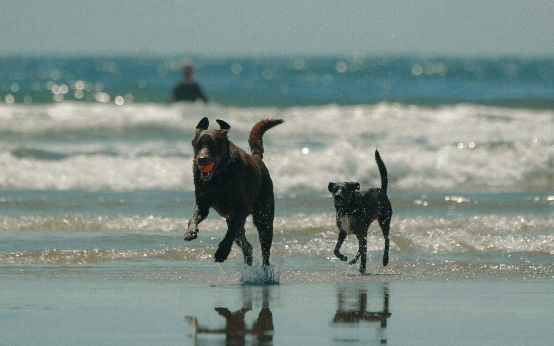 Kulinarische Highlights an der Nordsee – hier genießen Sie am besten 🦀🐟