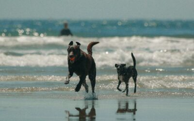 Kulinarische Highlights an der Nordsee – hier genießen Sie am besten 🦀🐟